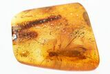 Large, Detailed Fossil Stonefly (Plecoptera) In Baltic Amber #307221-2